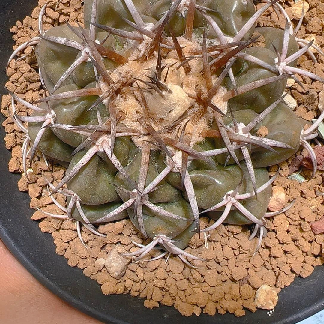 6895圆盘玉实生裸根发