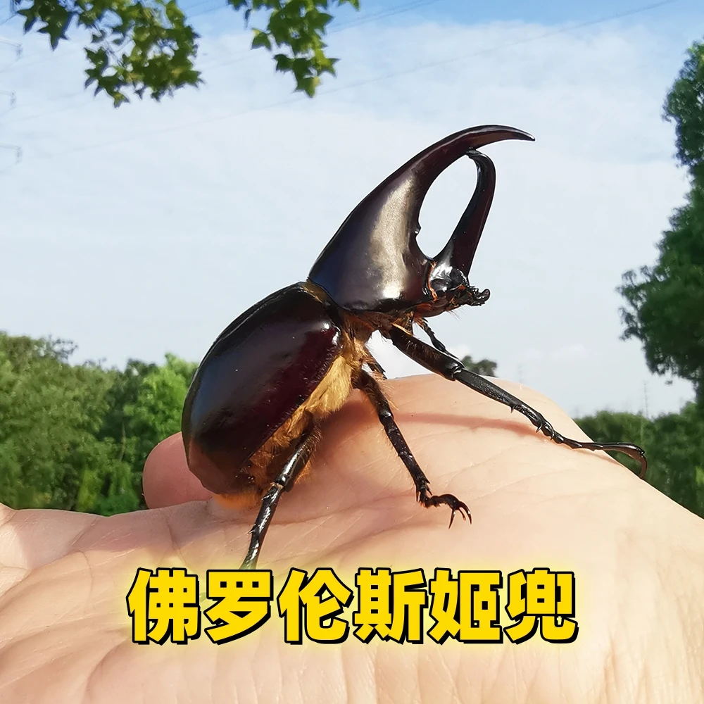 佛姬成虫升级版独角仙入门宠物甲虫成虫饲养盒套餐昆虫活体姬兜虫