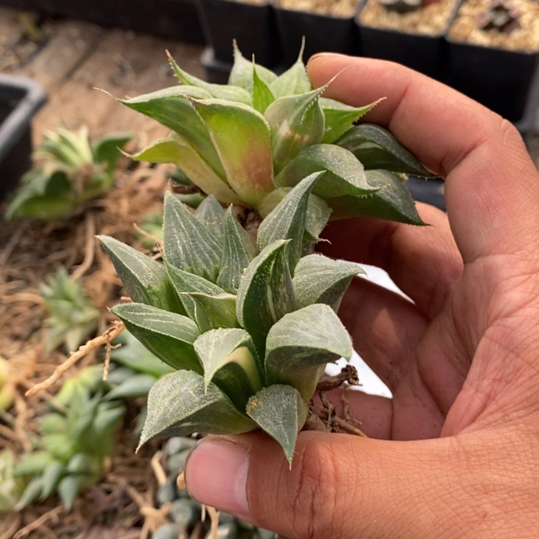 迪**2745 两颗福利。