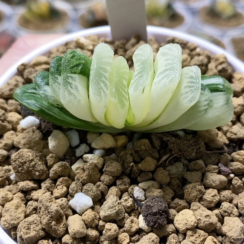 【闪购商品】111绿玉扇锦