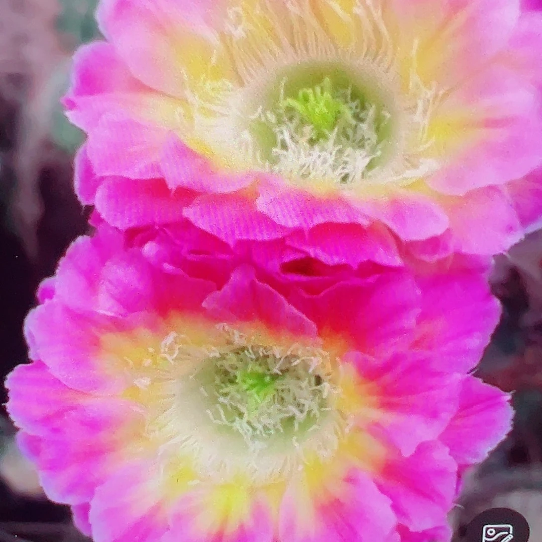 彩草萤火虫 侧芽 满20包邮