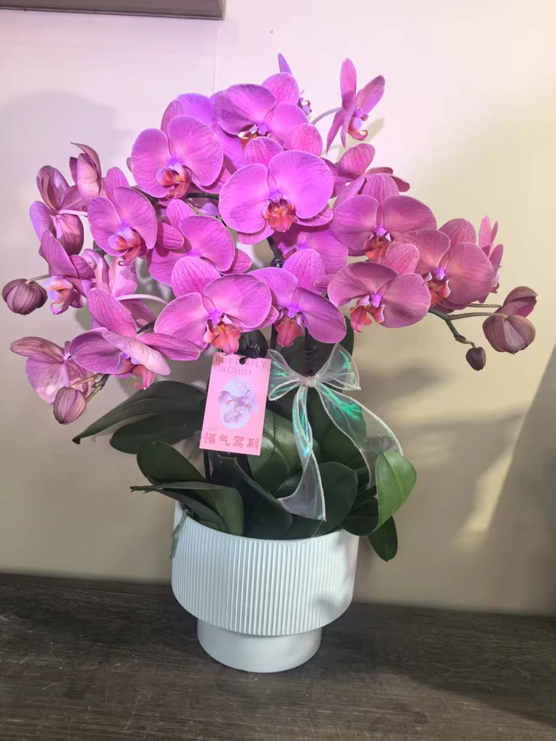 幽梦 金砖  真花 蝴蝶兰 罕见橘红色蝴蝶兰室内精品观赏 真花
