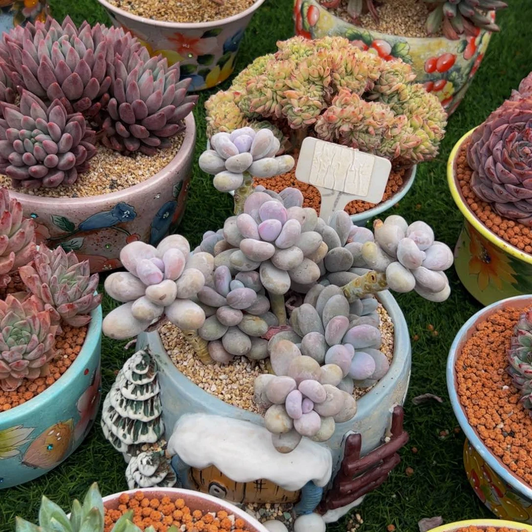 乐***妈蛋黄奶小老桩带盆