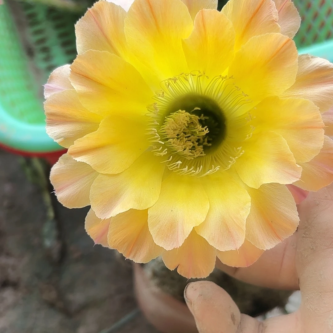154 有根摘花脱土瑕