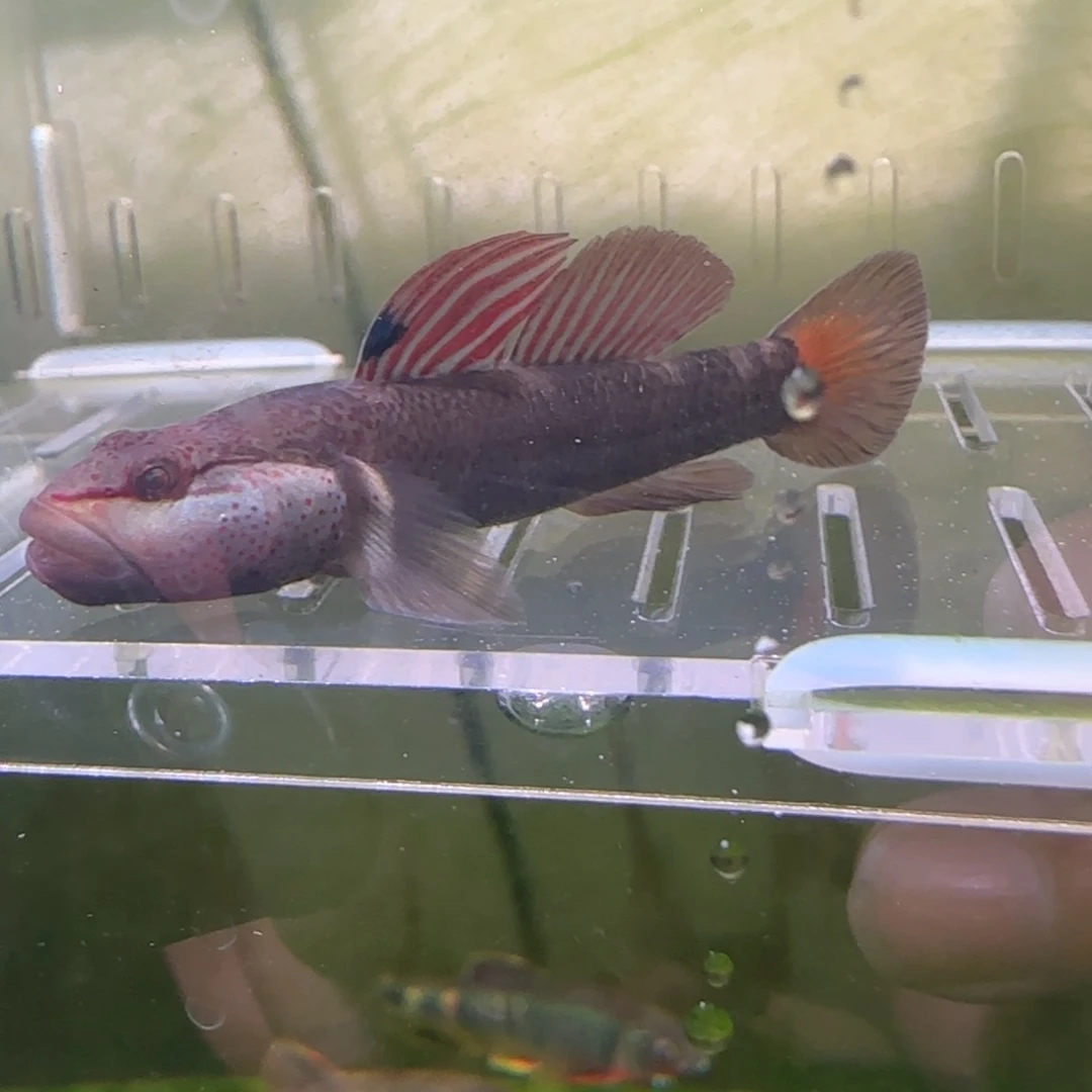 海水鱼星条旗帆0间距