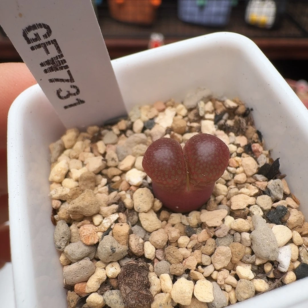 多肉植物福利风铃300