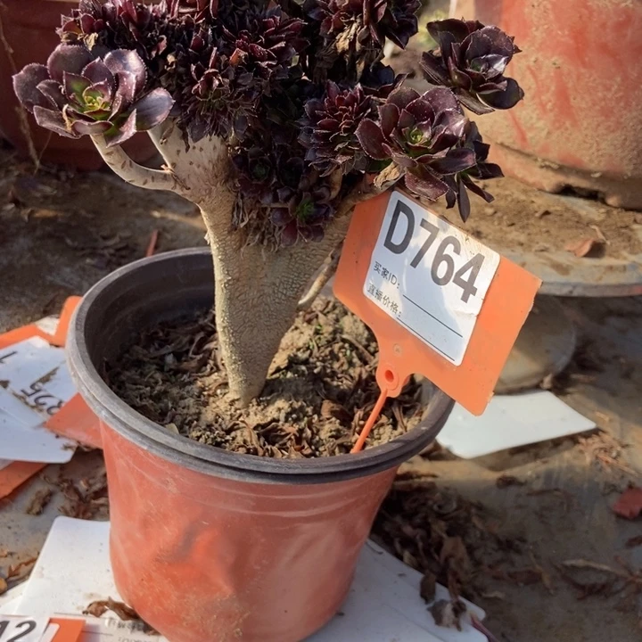 徐***华D764呵呵给大事嘿大事呵呵