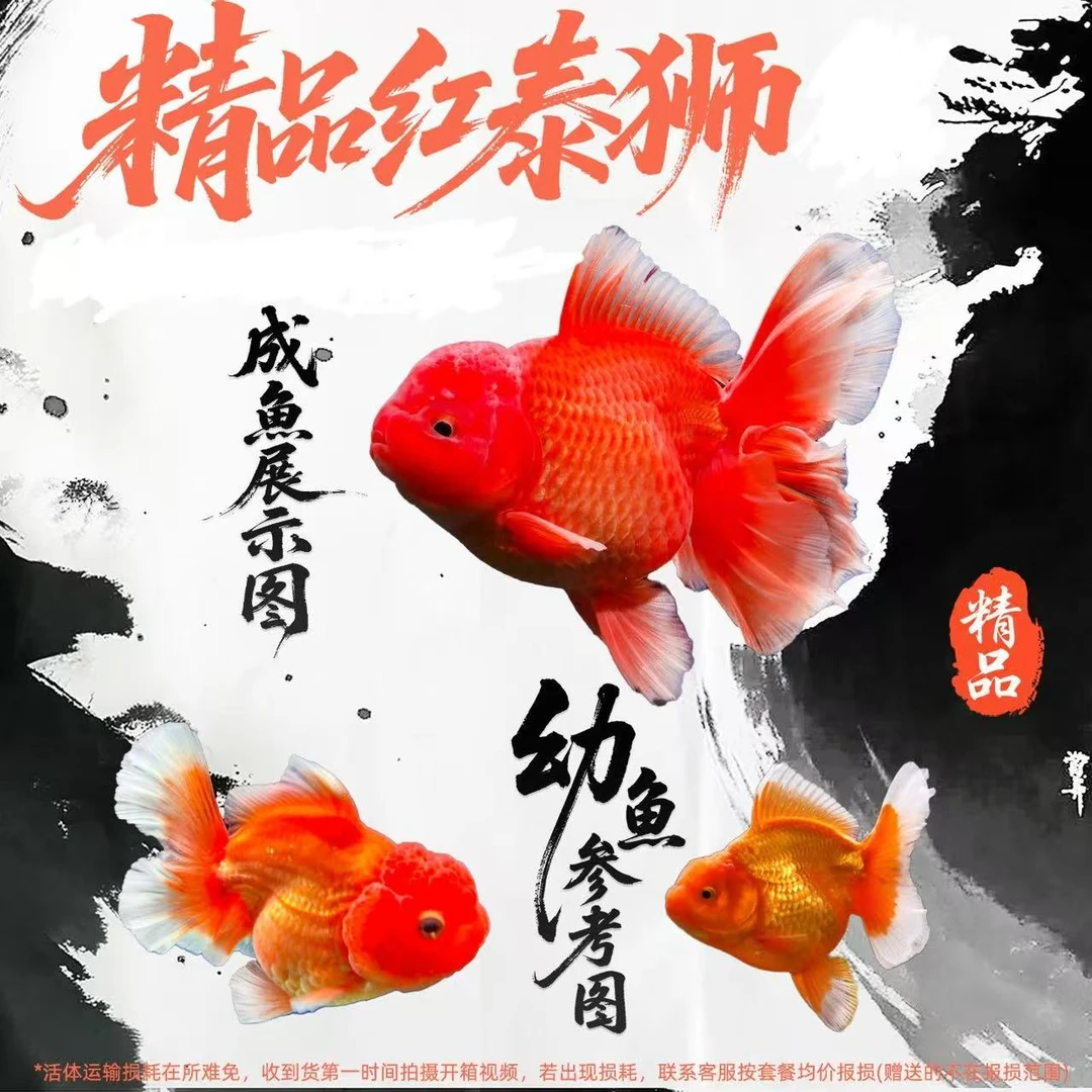 观赏鱼泰国进口血统，精品百褶泰狮，耐活好养不挑水质