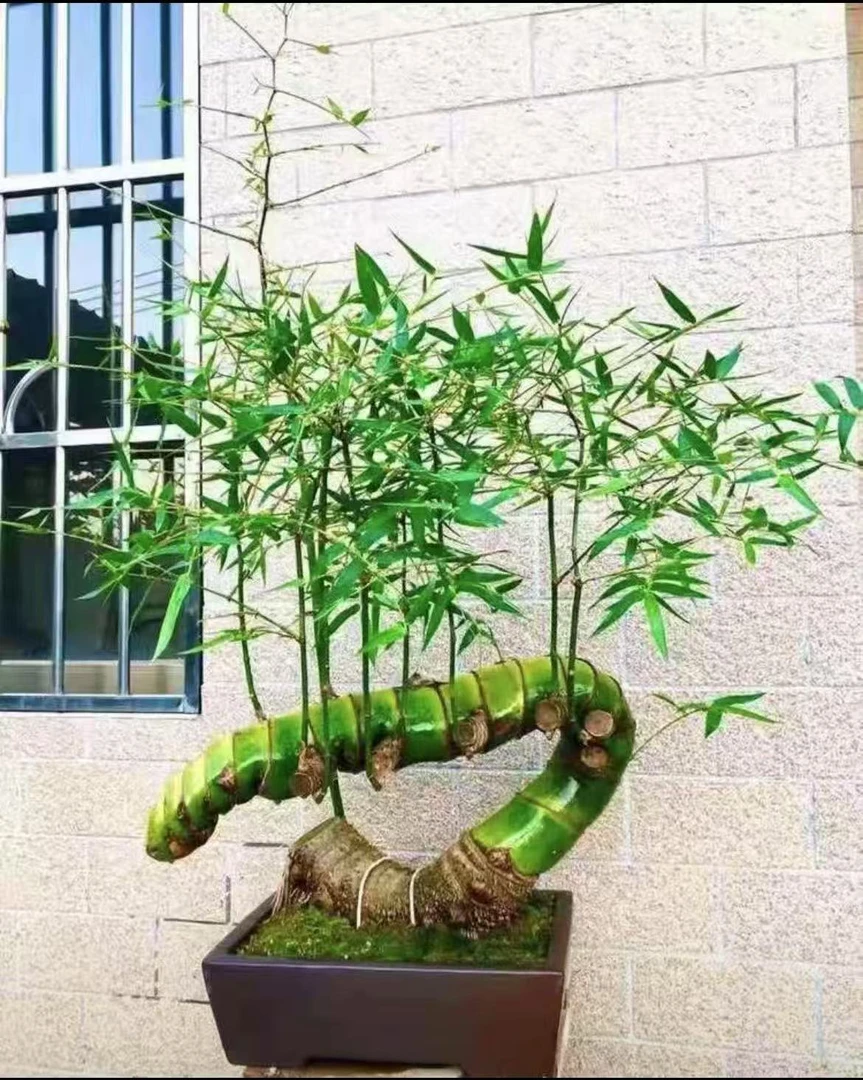 小叶簕竹盆景素材  室内盆栽庭院盆景  一物一拍