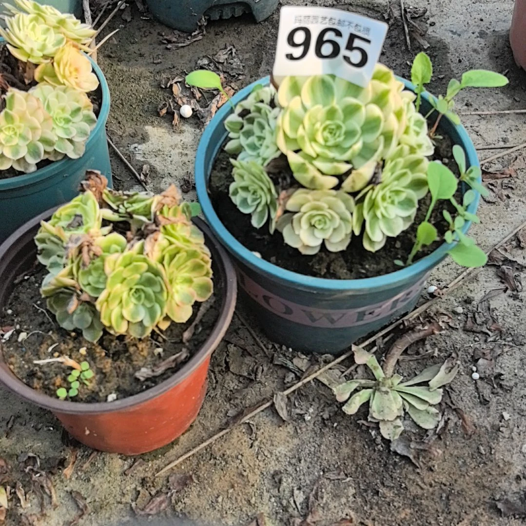 965荔枝花花2-2法师
