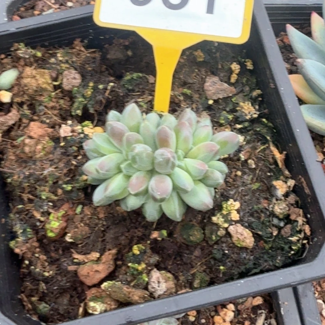 ****間多肉植物缀多肉植物951