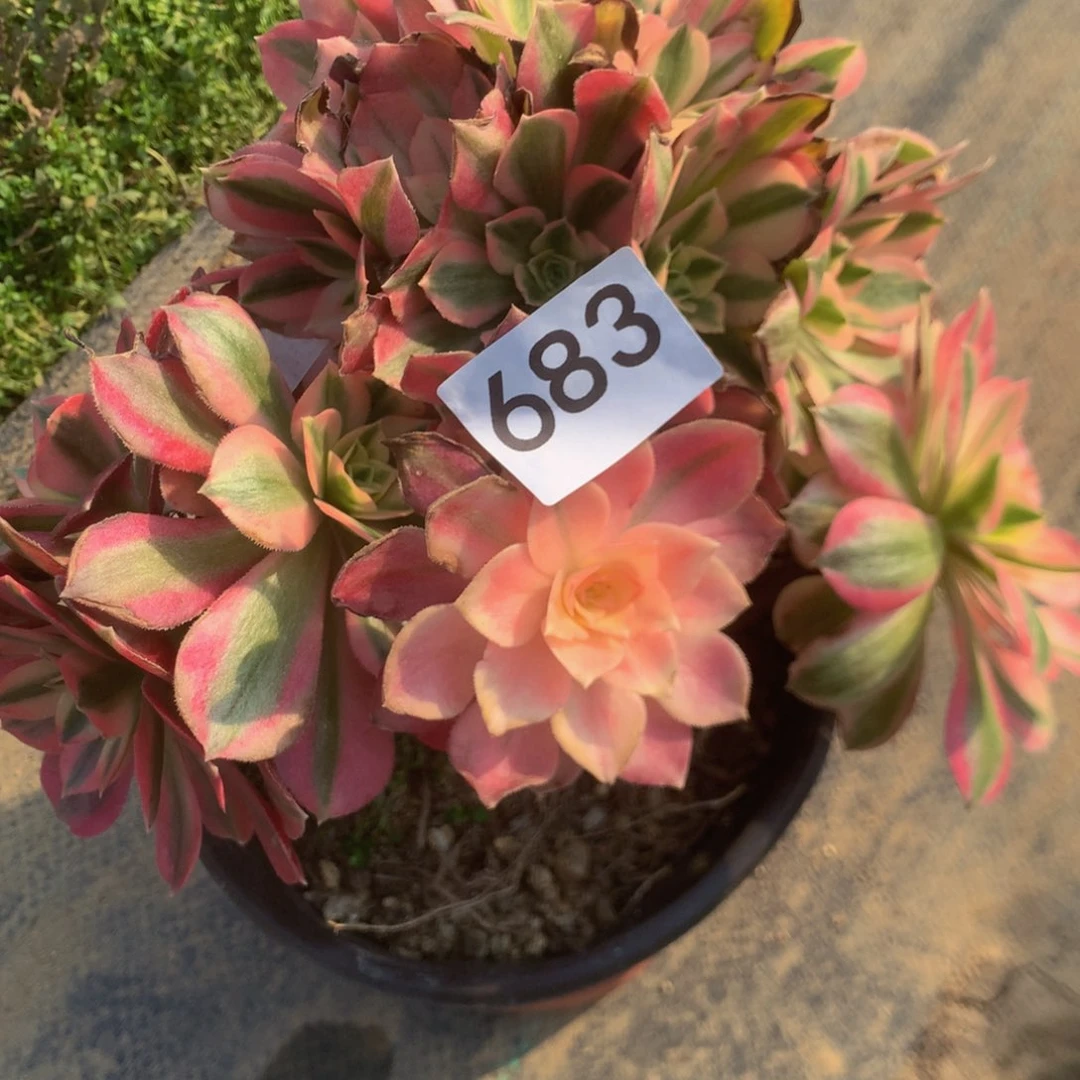 683女巫多肉植物