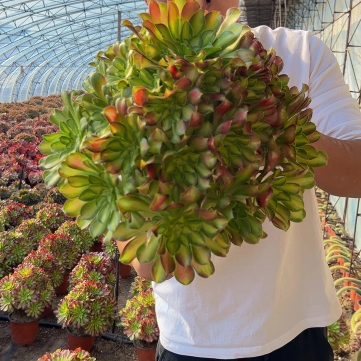 28.8超大韶华一棵包邮