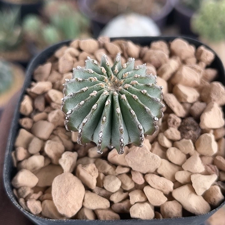 0***9薄叶花笼实生仙人球