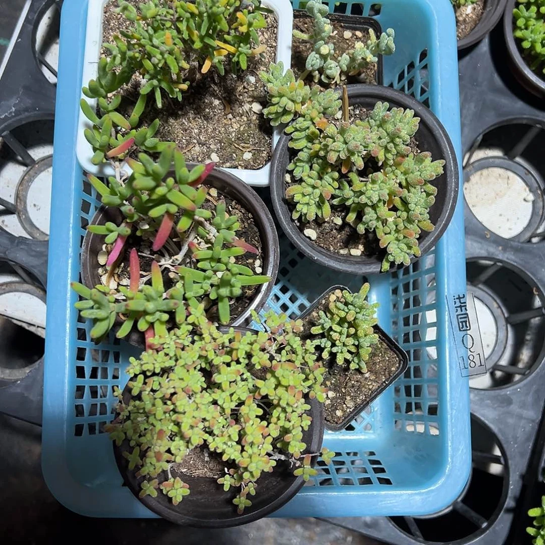 181精品老桩套餐