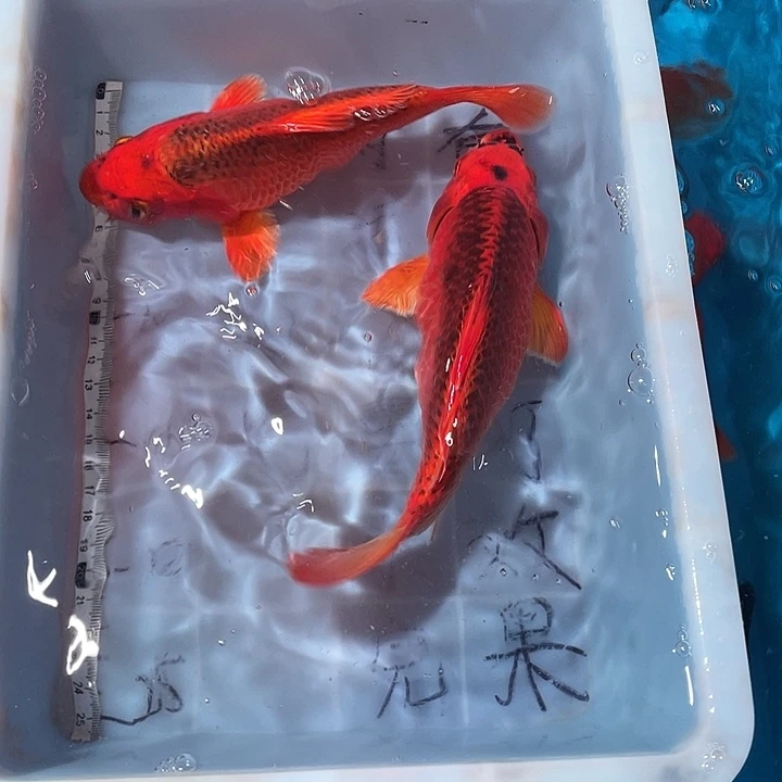 蝴蝶鲤鱼渔场直发91