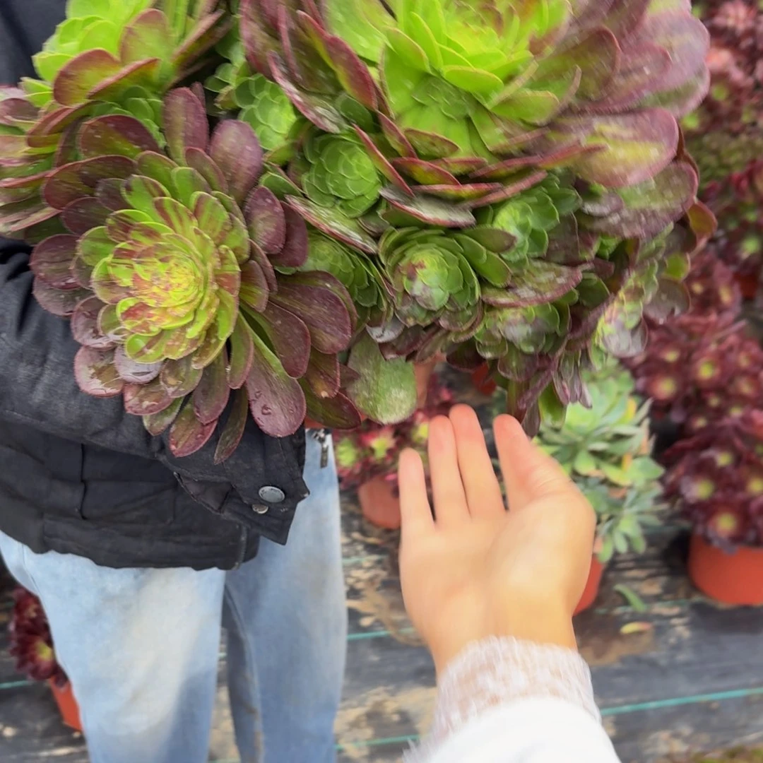 401多肉植物捧花