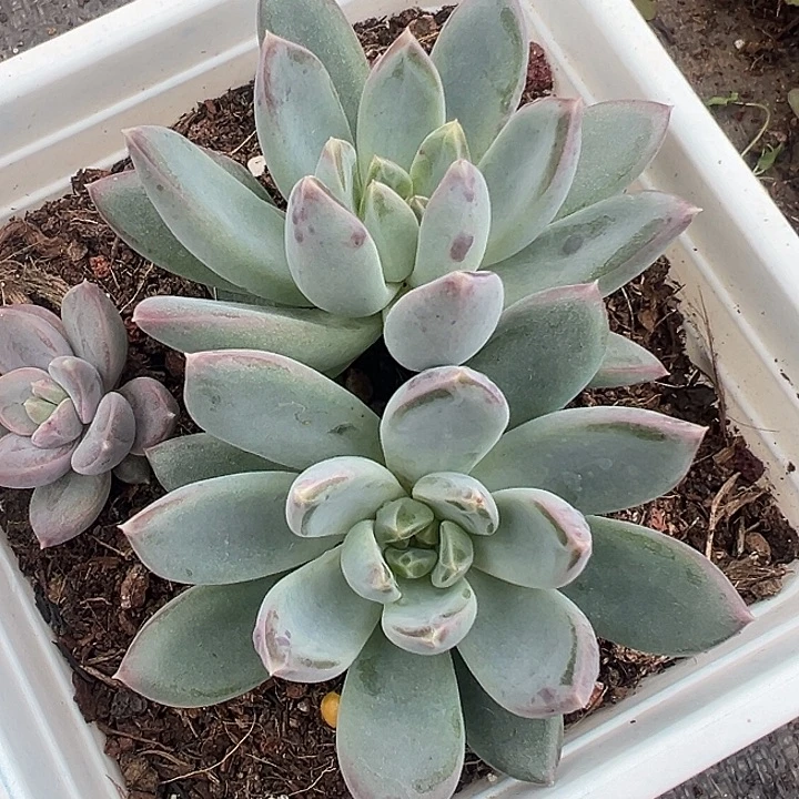 美人双头一物一拍美人