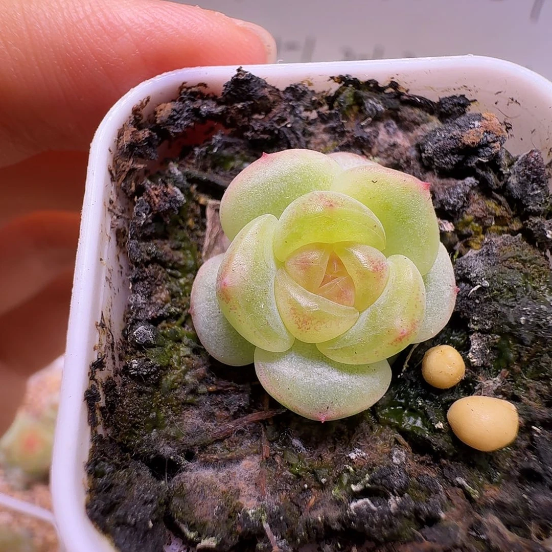 大宁甜心一物一拍