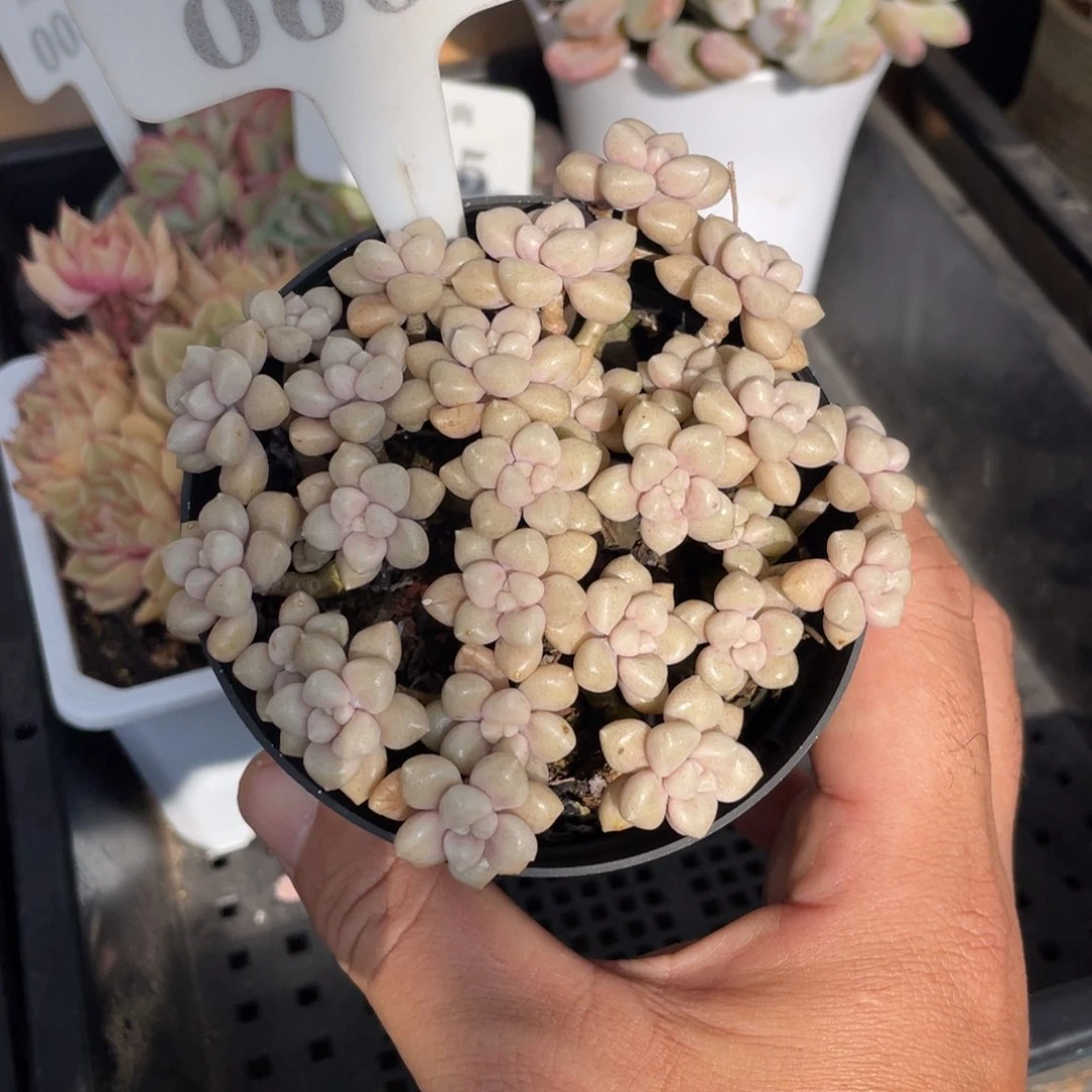 0600姬秋丽带盆土不包整10厘米