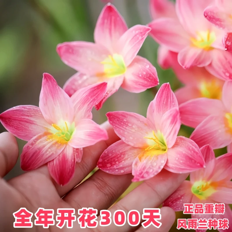 风雨兰种球根重瓣易养花卉阳台夏秋开花耐晒耐高温庭院绿植多年生