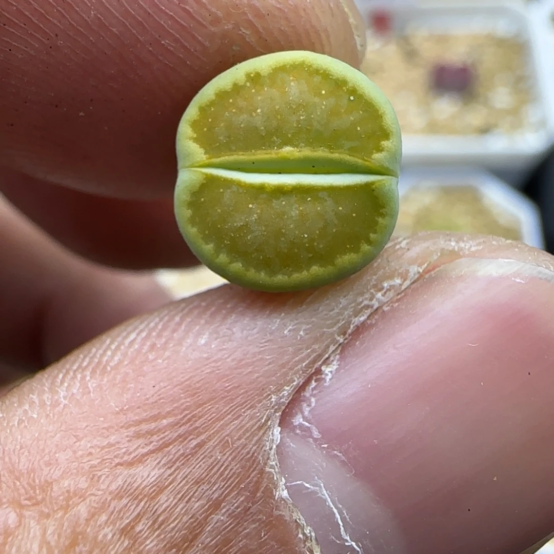763 生石花大棚直播