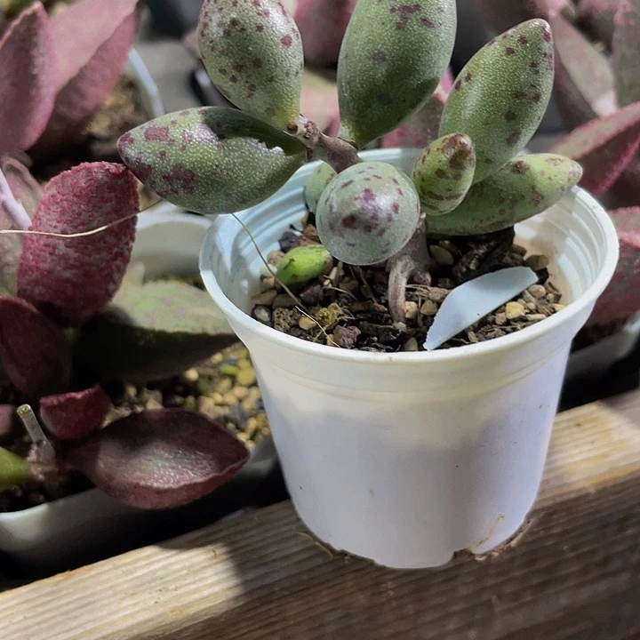 小黄鱼5.8带哦土发