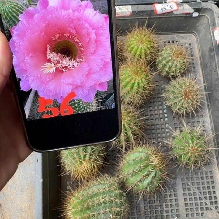 251毛花柱南湖56歪无根侧牙5公分左右