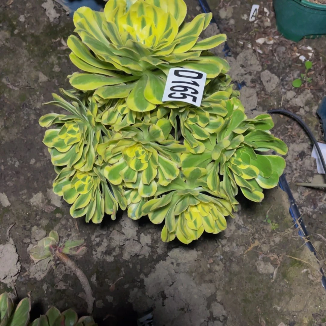 保时捷26/////////32包邮