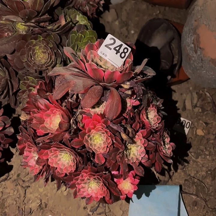 248粉铜多肉植物不售后
