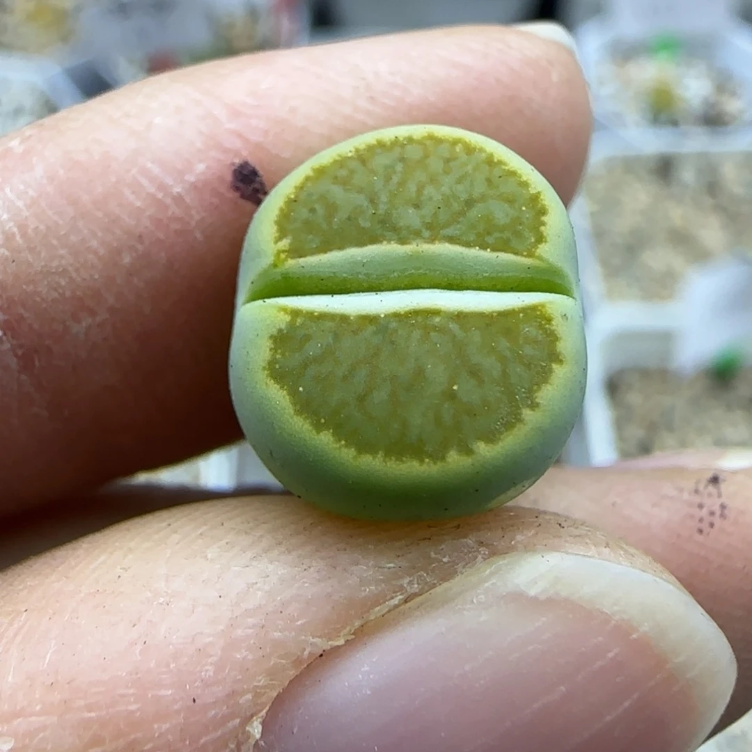 430 清框福利30包邮