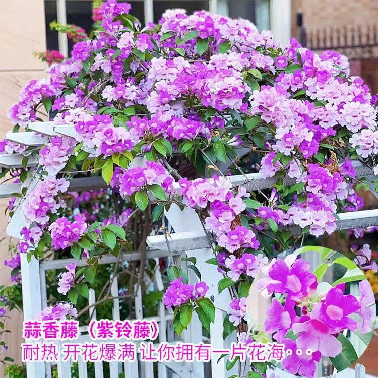 蒜香藤花紫铃藤 藤本植物 奇特爬藤花苗 庭院盆栽开花会变色植物