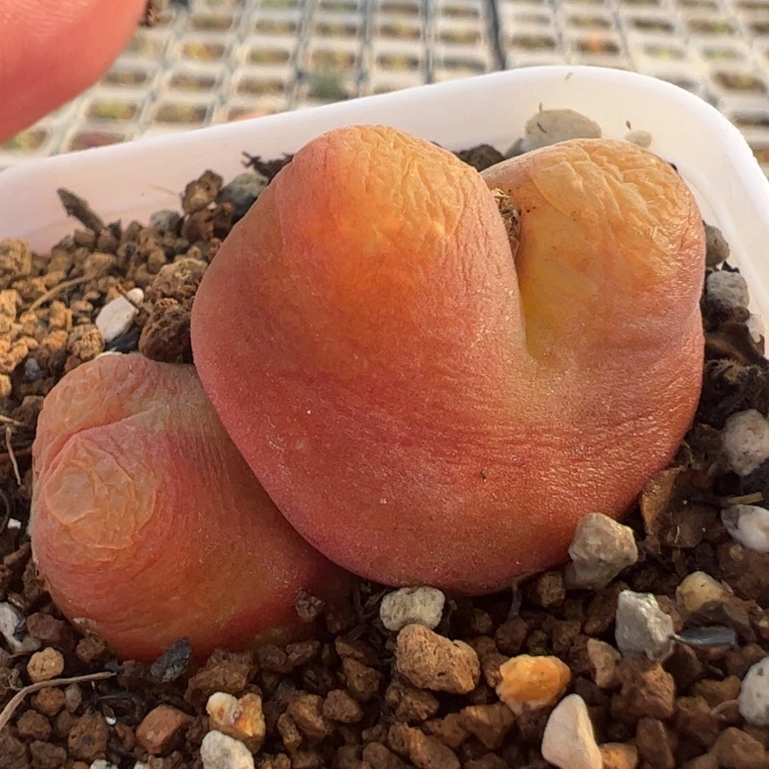 水蜜桃双头多肉植物百科