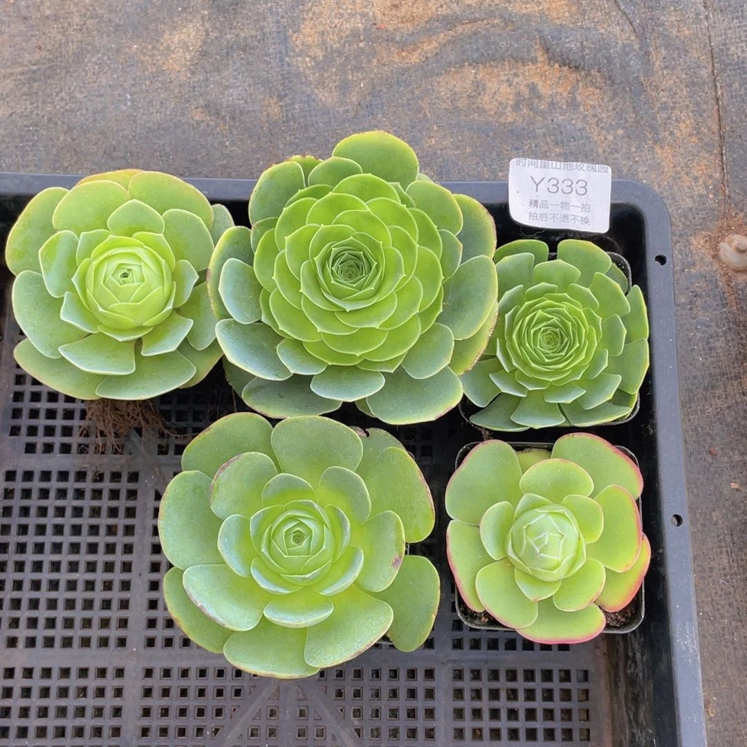 双****姐山地玫瑰多肉买三送二组合333