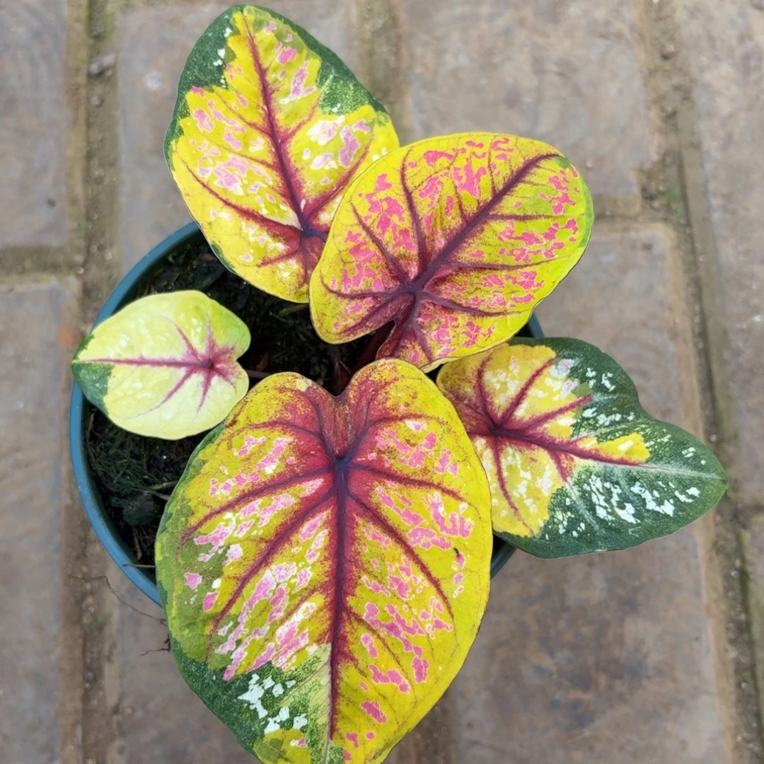 野蜂飞舞 36-1125