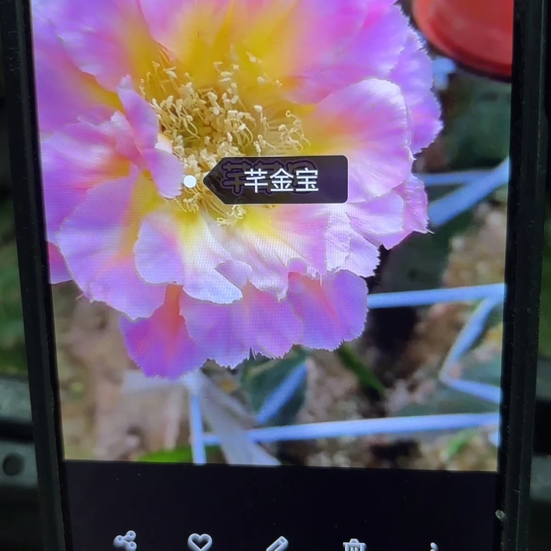 千金宝彩侧牙20包邮仙人球30瑕