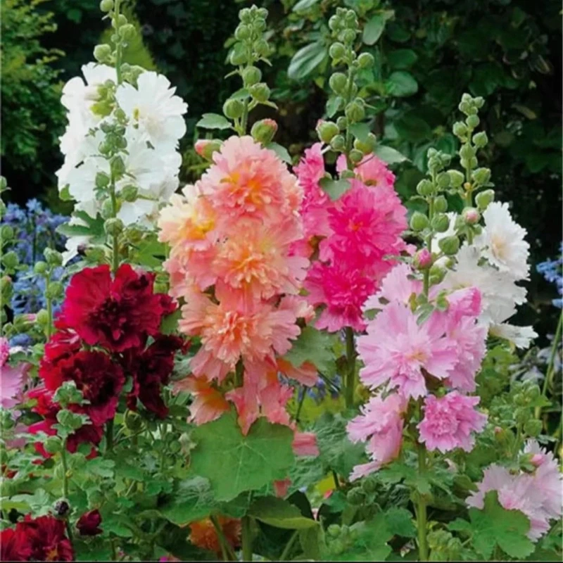【蜀葵花种子】混色一丈红重瓣蜀葵种子室外庭院多年生四季花籽