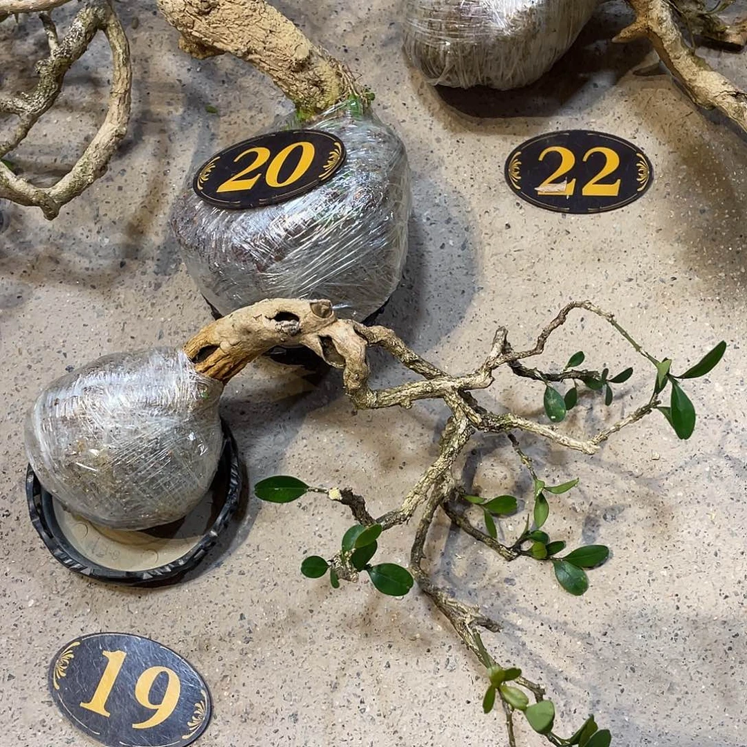 *****无花朵一起为梦想