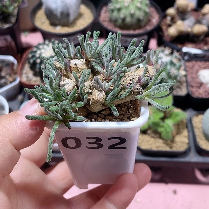 032天赐块根植物，