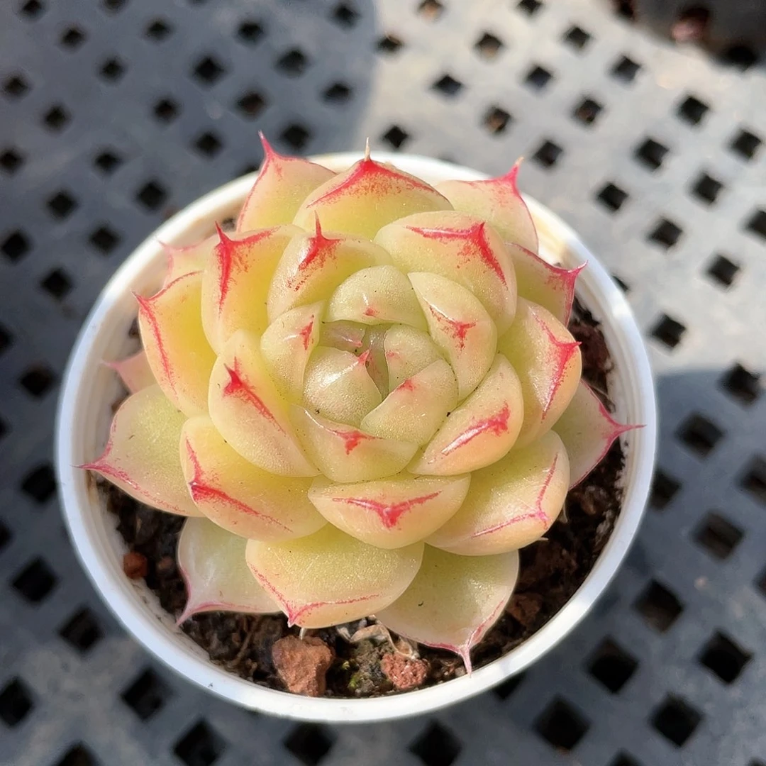 优选麦秆小精品8995