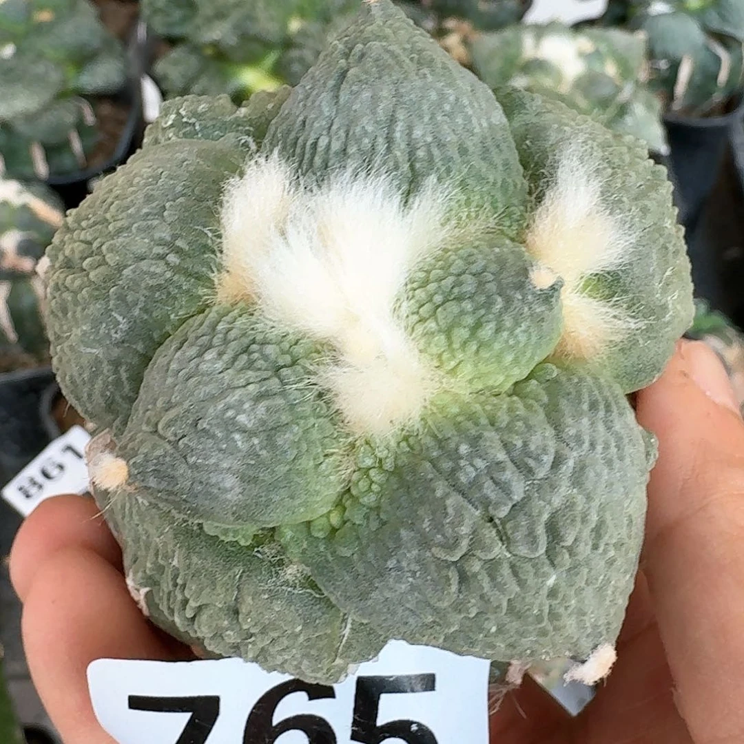 【闪购商品】无花朵白肌细腻怒涛765