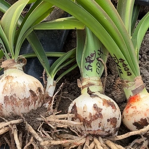 小*虫白肋鬼魅三棵6-7带土0044