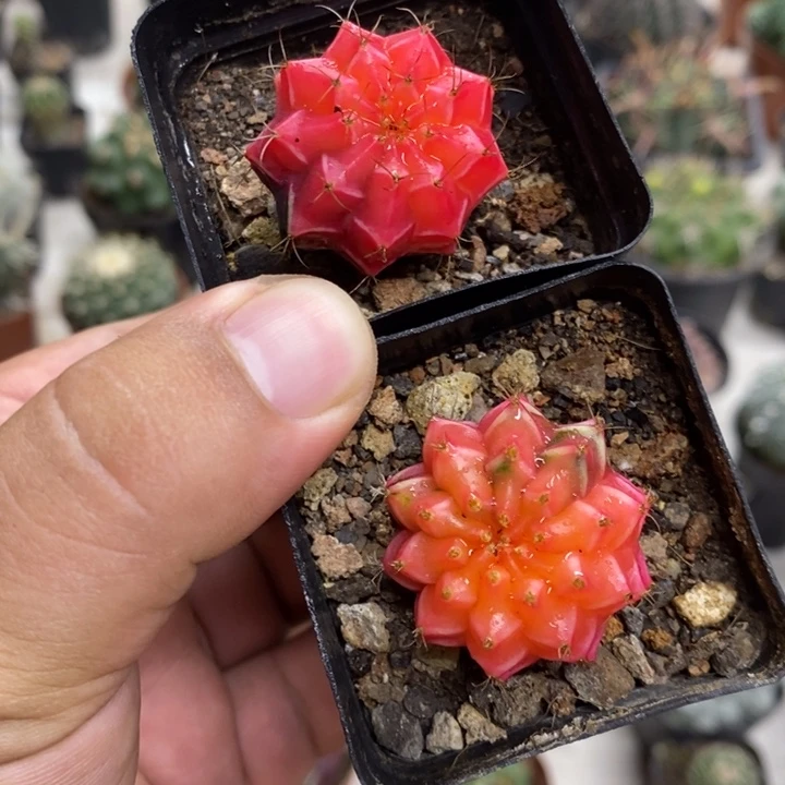 实生牡丹锦两颗特价