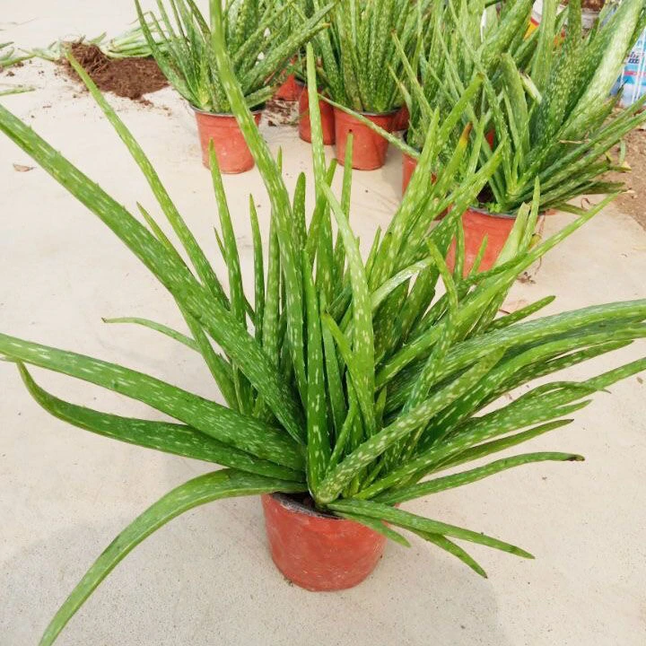 中华芦荟  芦荟盆栽 多肉斑纹芦荟  美容 补水盆栽 植物食用客厅