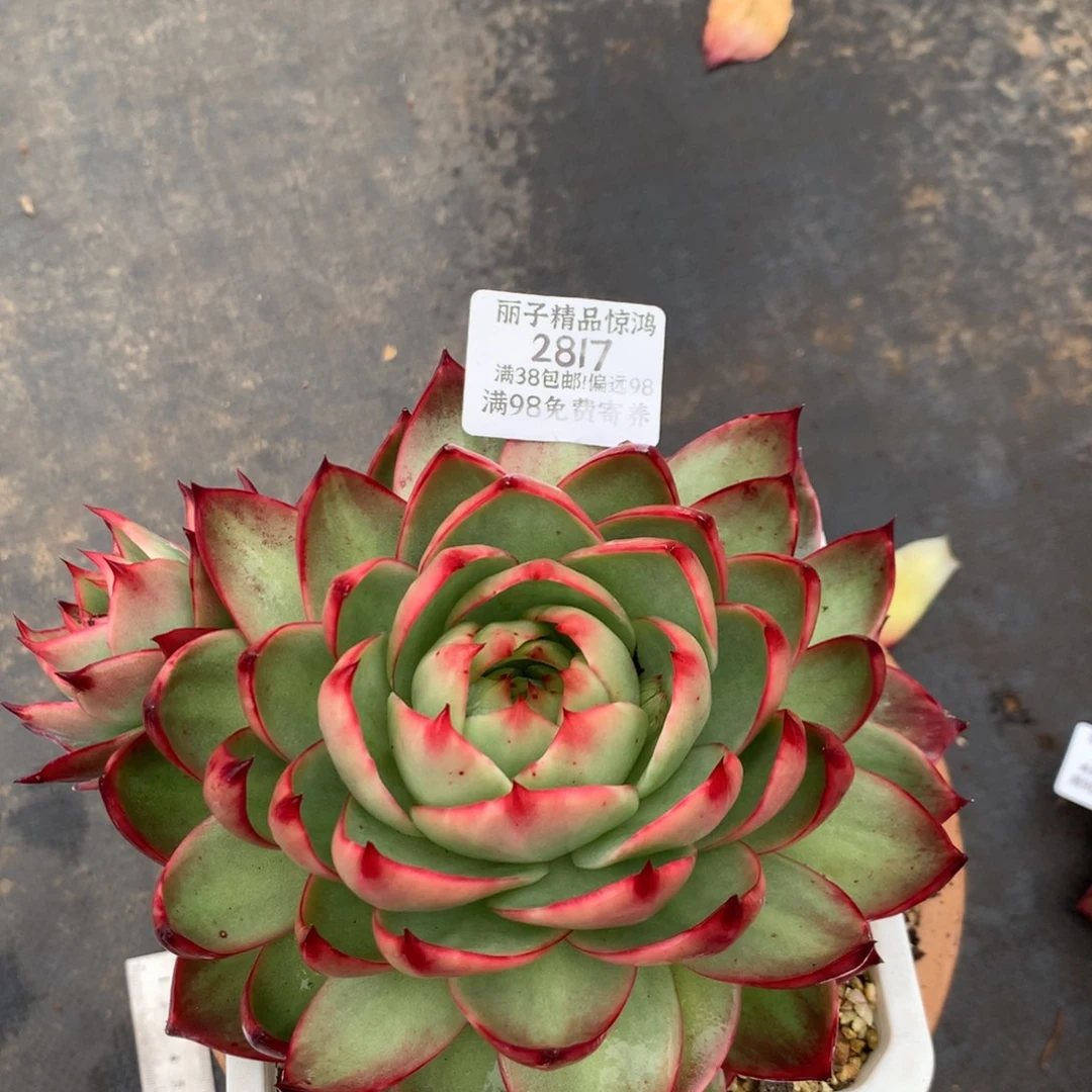 2817号多肉植物惊鸿16