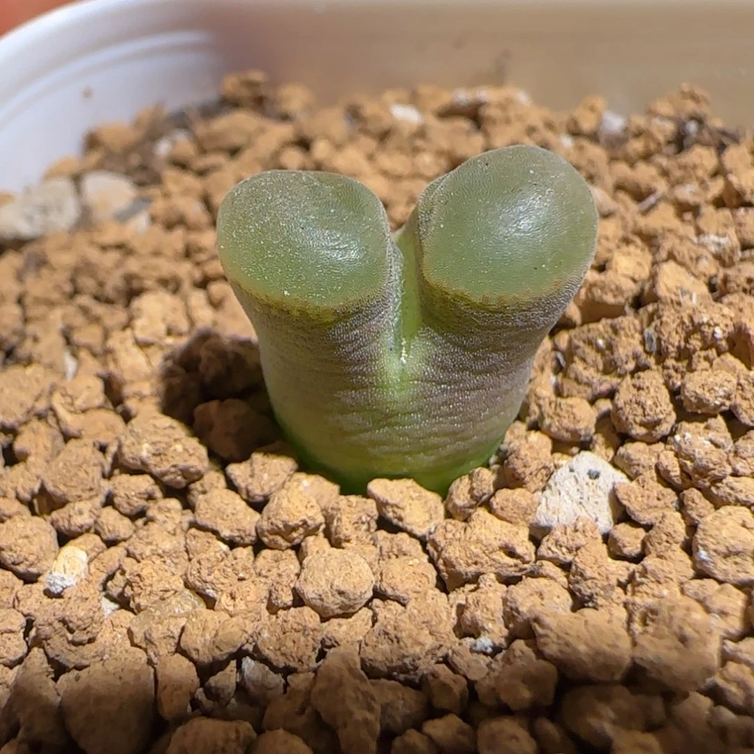 肉锥多肉植物组合-磁铁311