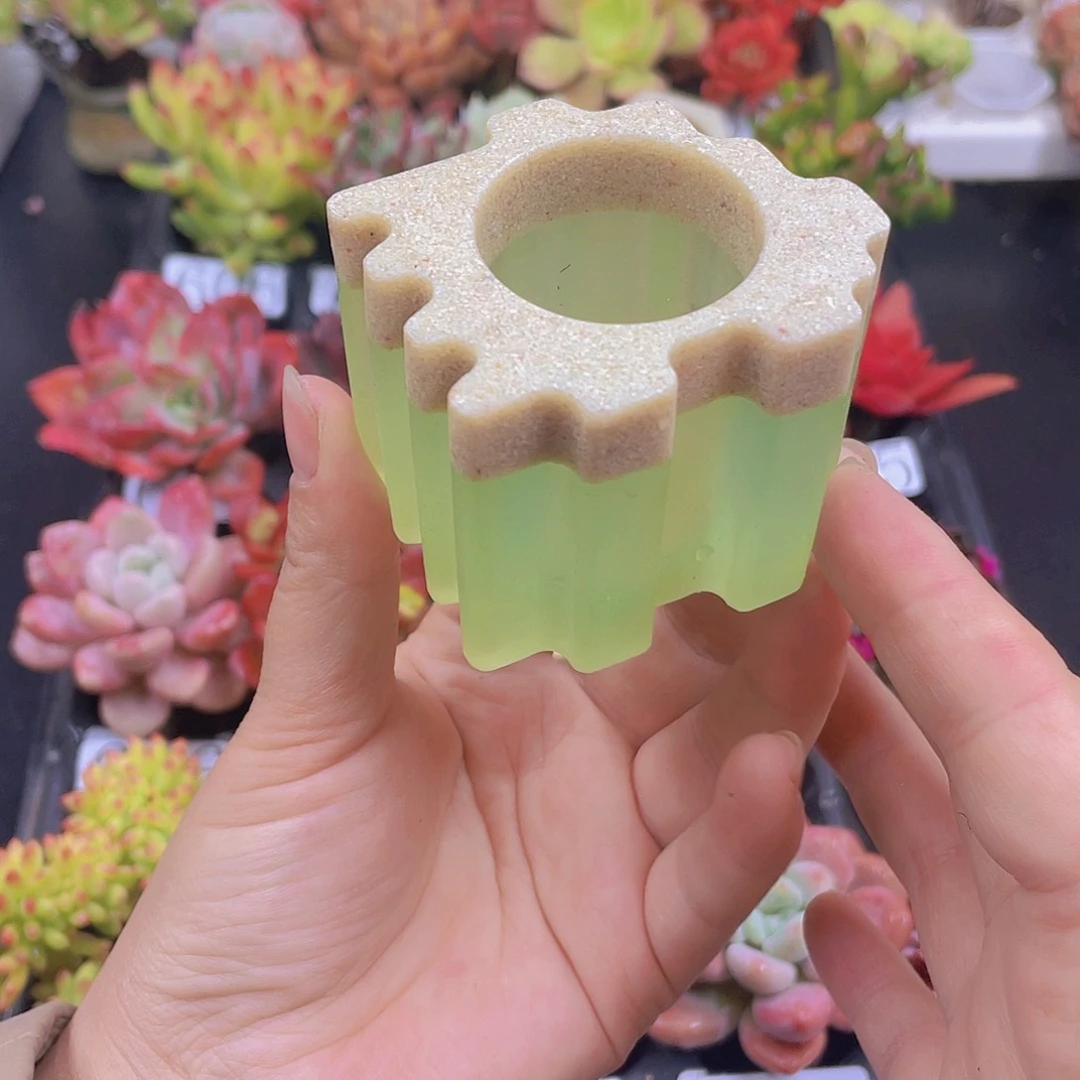 多肉无土栽培多肉植物