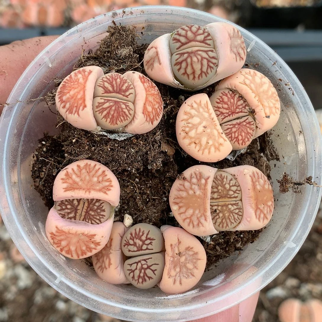 不***猫X385多肉植物保护