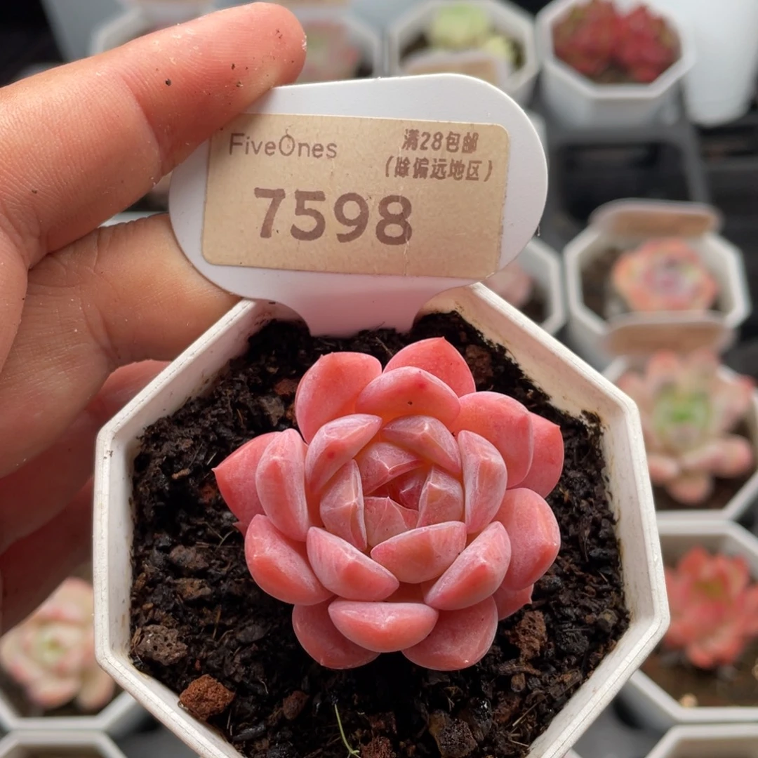 草莓果酱7598-4厘米