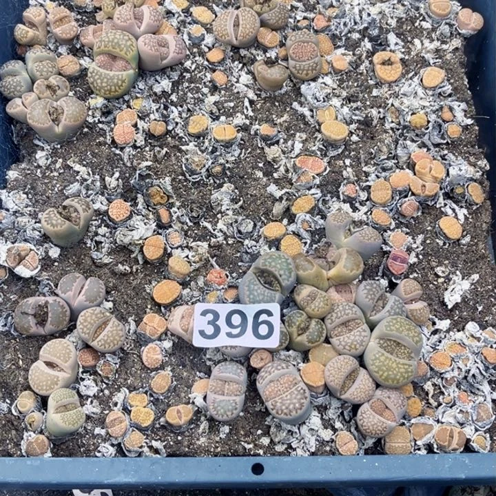 393 生石花一物一图如图